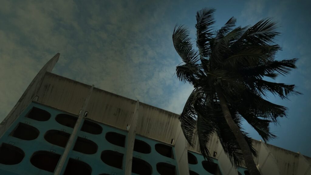 Palm Tree with buildings in background
