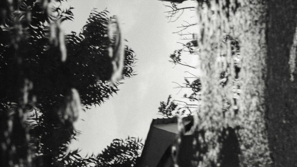 B&W image of trees
